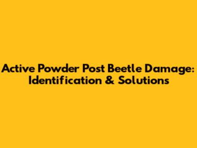 Active Powder Post Beetle Damage: Identification & Solutions