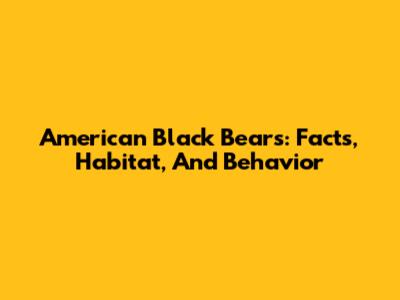 American Black Bears: Facts, Habitat, And Behavior