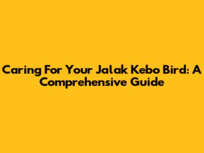 Caring For Your Jalak Kebo Bird: A Comprehensive Guide