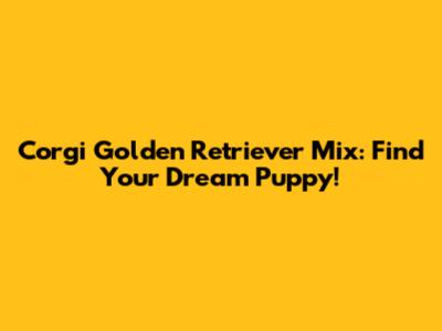 Corgi Golden Retriever Mix: Find Your Dream Puppy!
