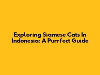 Exploring Siamese Cats In Indonesia: A Purrfect Guide