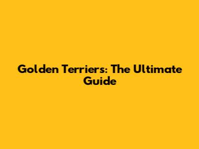 Golden Terriers: The Ultimate Guide