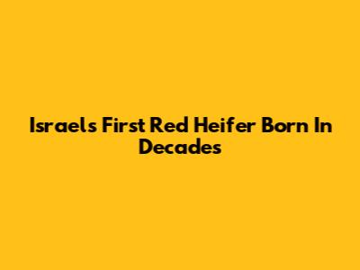 Israel's First Red Heifer Born In Decades