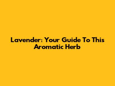Lavender: Your Guide To This Aromatic Herb