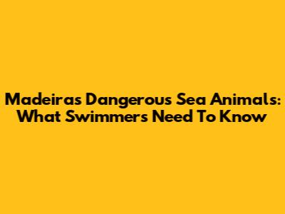 Madeira's Dangerous Sea Animals: What Swimmers Need To Know