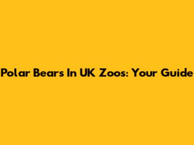 Polar Bears In UK Zoos: Your Guide