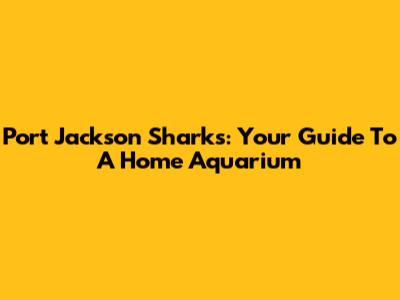 Port Jackson Sharks: Your Guide To A Home Aquarium