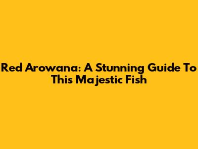Red Arowana: A Stunning Guide To This Majestic Fish