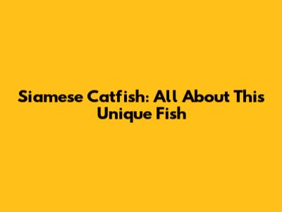 Siamese Catfish: All About This Unique Fish