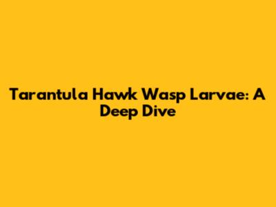 Tarantula Hawk Wasp Larvae: A Deep Dive